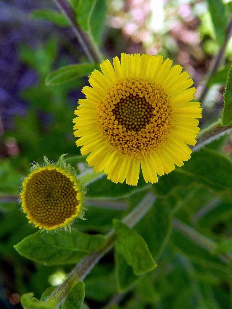 Pulicaria dysenterica